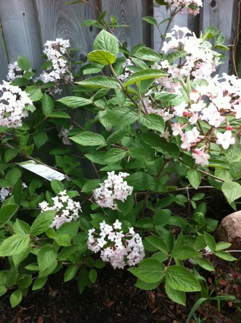 Juddi Viburnum Live Plant – Fragrant Outdoor Shrub – 4 inch Pot - Image 2