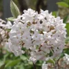 Juddi Viburnum Live Plant – Fragrant Outdoor Shrub – 4 inch Pot - Image 1