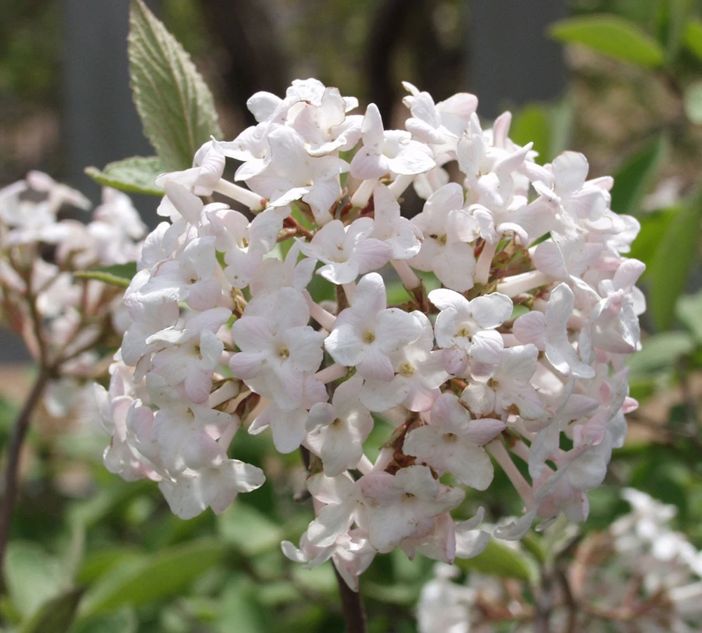 Juddi Viburnum Live Plant – Fragrant Outdoor Shrub – 4 inch Pot - Image 1