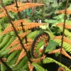 Jurassic Gold Fern Live Plant - Golden Foliage, 2.5x4 inch Pot - Image 1