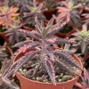 Kalanchoe Pink Butterfly Live Plant - Mother of Thousands - Pink Succulent - 2 inch Pot - Image 1