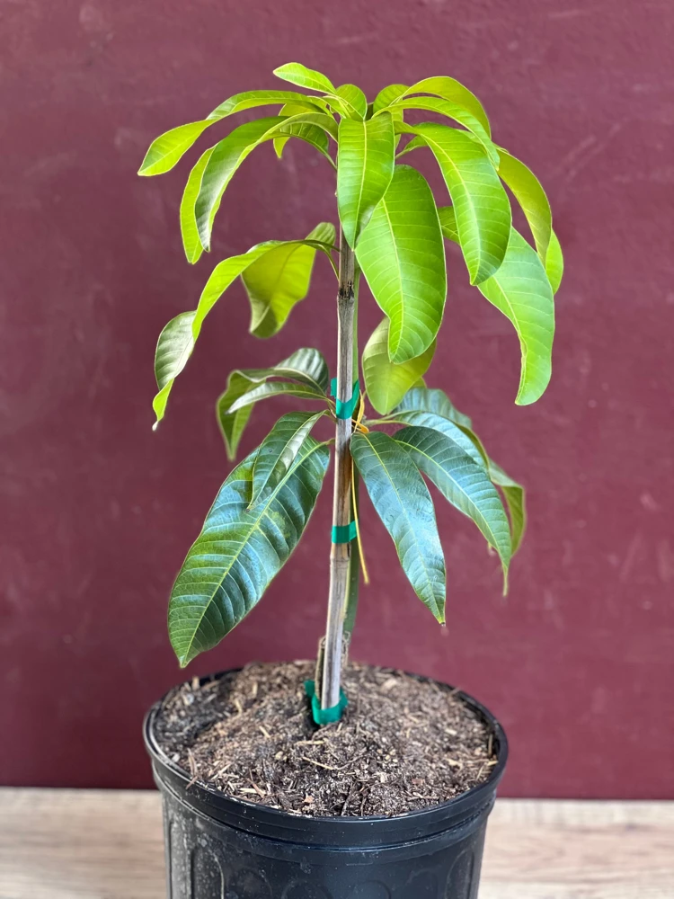 Karen Michelle Mango Tree – Grafted Live Plant – 3 Gallon Pot – Tropical Fruit - Cannot ship to CA - Image 2
