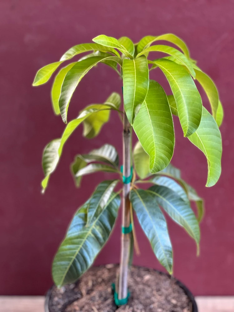 Karen Michelle Mango Tree – Grafted Live Plant – 3 Gallon Pot – Tropical Fruit - Cannot ship to CA - Image 3