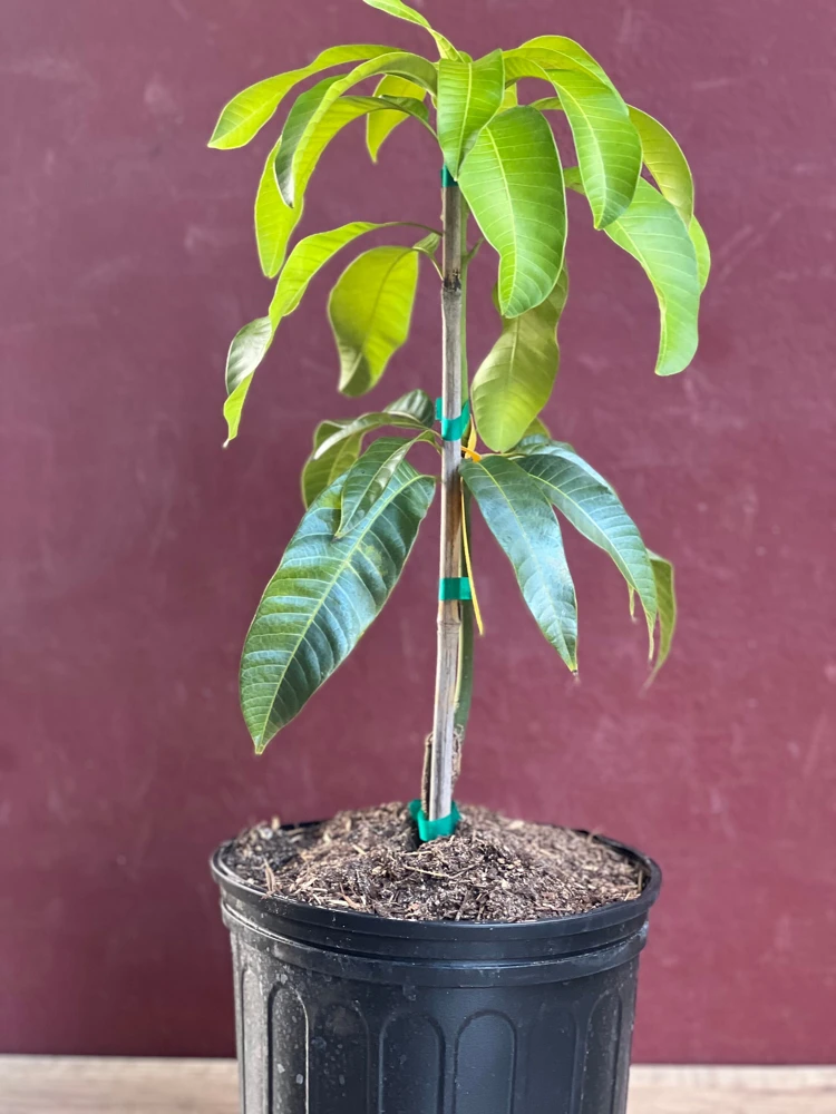 Karen Michelle Mango Tree – Grafted Live Plant – 3 Gallon Pot – Tropical Fruit - Cannot ship to CA - Image 4