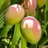 Karen Michelle Mango Tree – Grafted Live Plant – 3 Gallon Pot – Tropical Fruit - Cannot ship to CA - Image 1