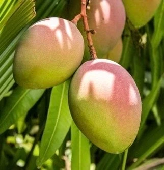 Karen Michelle Mango Tree – Grafted Live Plant – 3 Gallon Pot – Tropical Fruit - Cannot ship to CA - Image 1