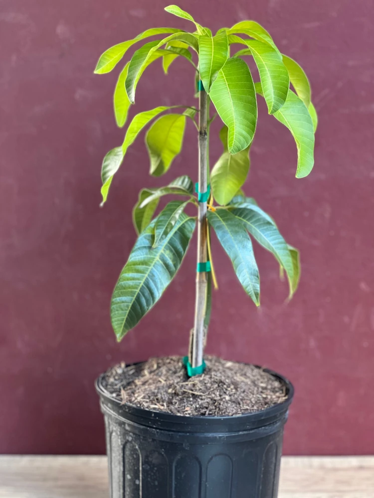 Karen Michelle Mango Tree – Grafted Live Plant – 3 Gallon Pot – Tropical Fruit - Cannot ship to CA - Image 5