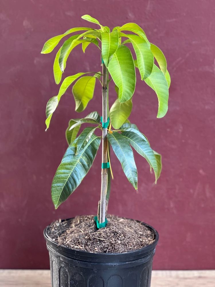 Karen Michelle Mango Tree – Grafted Live Plant – 3 Gallon Pot – Tropical Fruit - Cannot ship to CA - Image 6