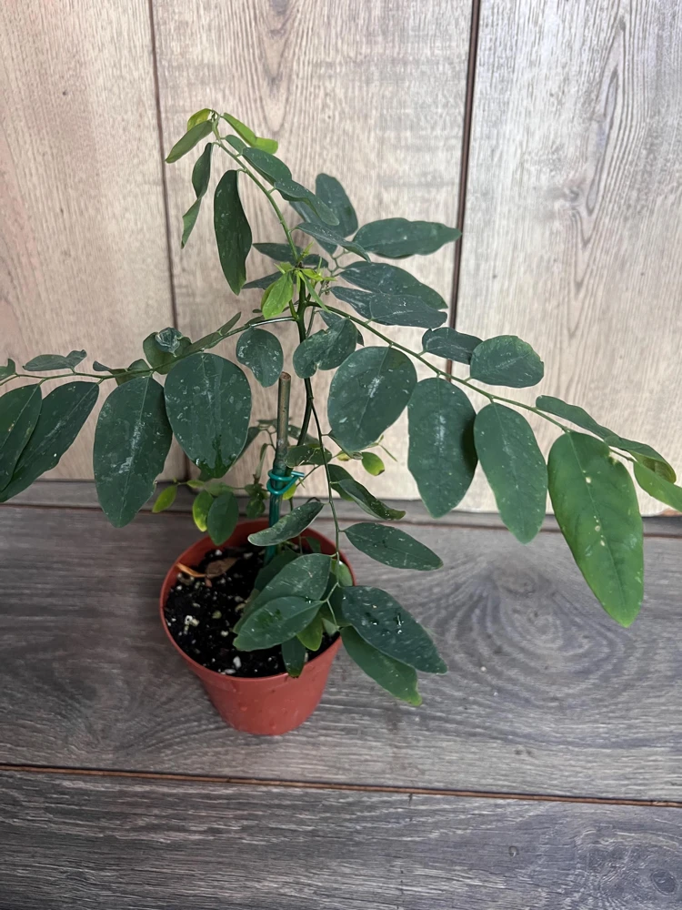 Katuk Sweet Leaf Live Plant - Sauropus androgynus 4 inch Pot - Cannot ship to CA - Image 2
