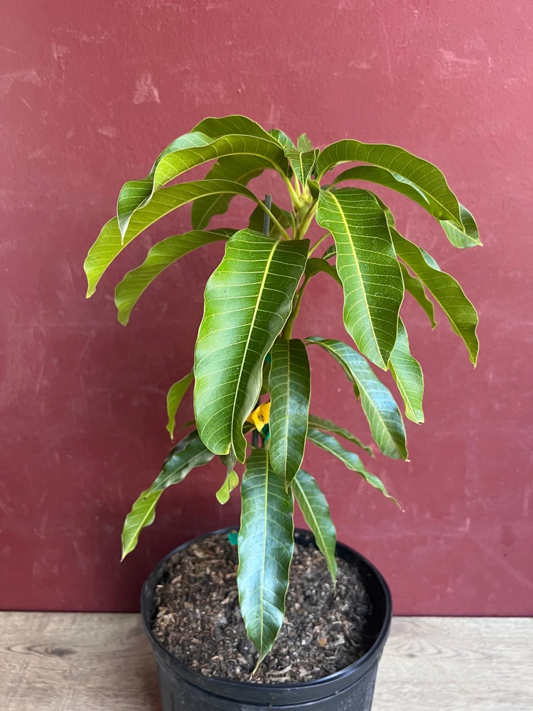 Kesar Mango Tree Live Plant – Grafted – 3 Gallon Pot – Tropical Fruit - Cannot ship to CA - Image 2