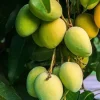 Kesar Mango Tree Live Plant – Grafted – 3 Gallon Pot – Tropical Fruit - Cannot ship to CA - Image 1