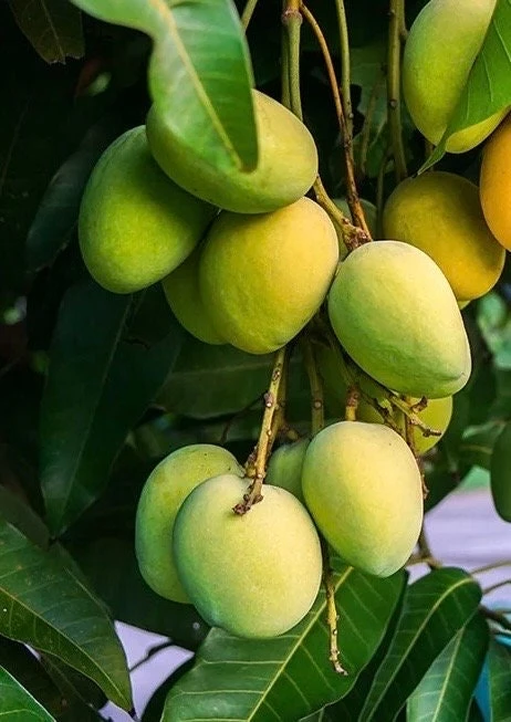 Kesar Mango Tree Live Plant – Grafted – 3 Gallon Pot – Tropical Fruit - Cannot ship to CA - Image 1