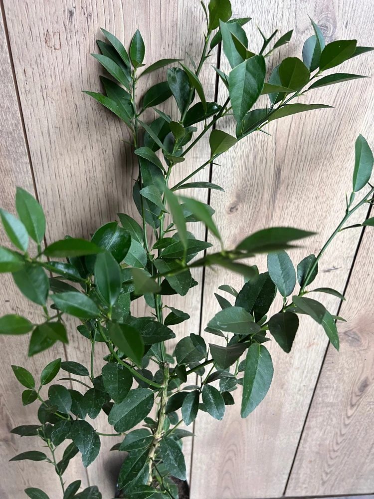 Key Lime Tree Live Plant - 1/2 Gallon Pot - 18-22 Inches Tall - Indoor/Outdoor Citrus - Cannot ship to CA - Image 2