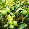 Key Lime Tree Live Plant - 1/2 Gallon Pot - 18-22 Inches Tall - Indoor/Outdoor Citrus - Cannot ship to CA - Image 1