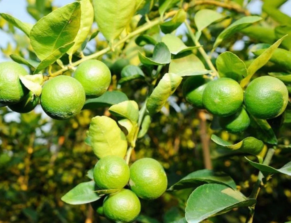 Key Lime Tree Live Plant - 1/2 Gallon Pot - 18-22 Inches Tall - Indoor/Outdoor Citrus - Cannot ship to CA - Image 1