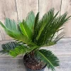 King Sago Palm Live Plant - 6 inch Pot - Outdoor/Indoor Accent Cycad - Cannot ship to CA - Image 1