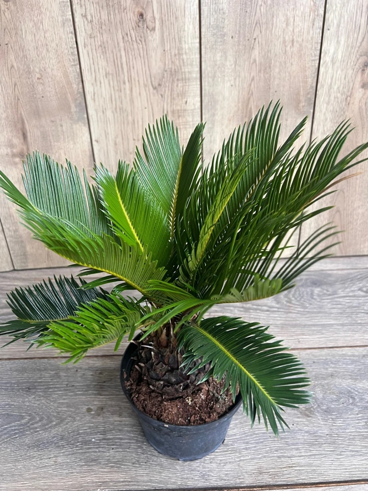 King Sago Palm Live Plant - 6 inch Pot - Outdoor/Indoor Accent Cycad - Cannot ship to CA - Image 1