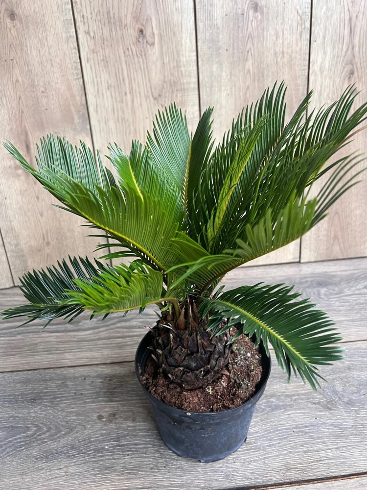 King Sago Palm Live Plant - 6 inch Pot - Outdoor/Indoor Accent Cycad - Cannot ship to CA - Image 2