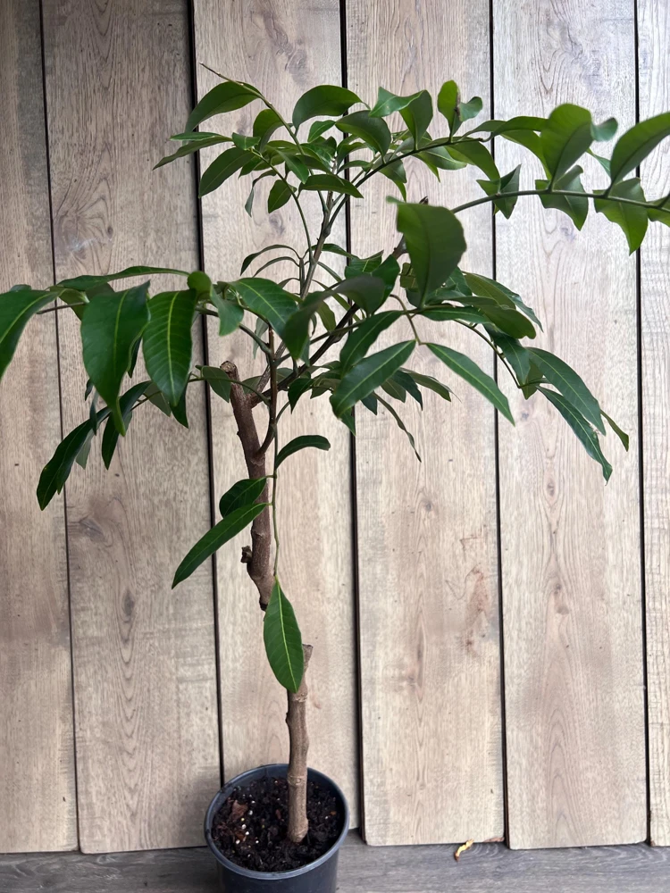 Kohala Longan Live Plant – 1/2 Gallon Pot – Air Layered – Tropical Fruit Tree - Cannot ship to CA - Image 2