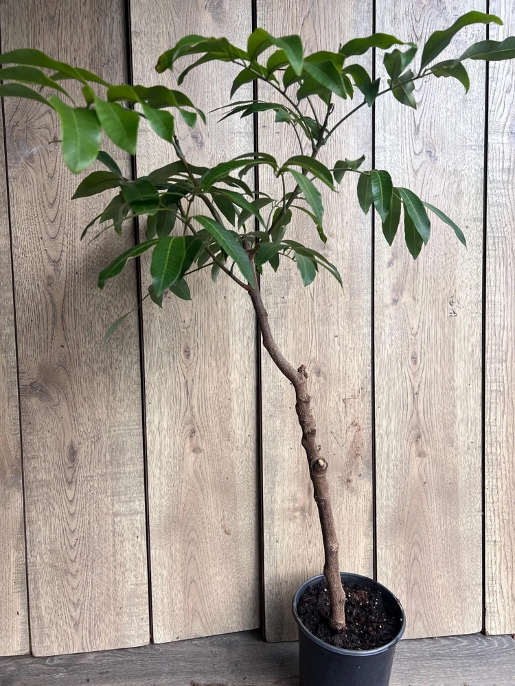 Kohala Longan Live Plant – 1/2 Gallon Pot – Air Layered – Tropical Fruit Tree - Cannot ship to CA - Image 3