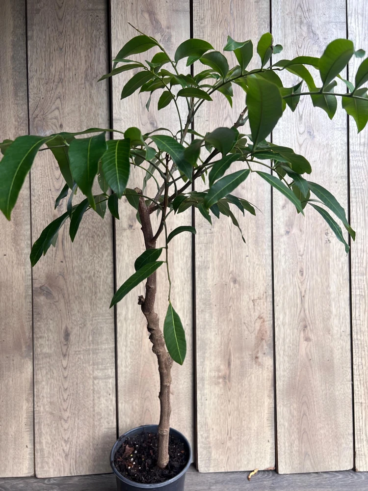 Kohala Longan Live Plant – 1/2 Gallon Pot – Air Layered – Tropical Fruit Tree - Cannot ship to CA - Image 4