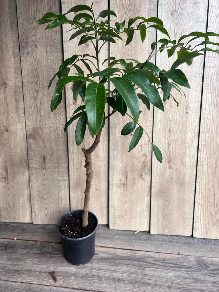 Kohala Longan Live Plant – 1/2 Gallon Pot – Air Layered – Tropical Fruit Tree - Cannot ship to CA - Image 5