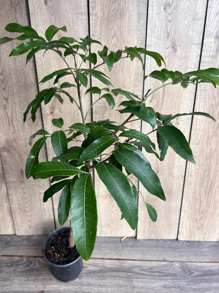 Kohala Longan Live Plant – 1/2 Gallon Pot – Air Layered – Tropical Fruit Tree - Cannot ship to CA - Image 6