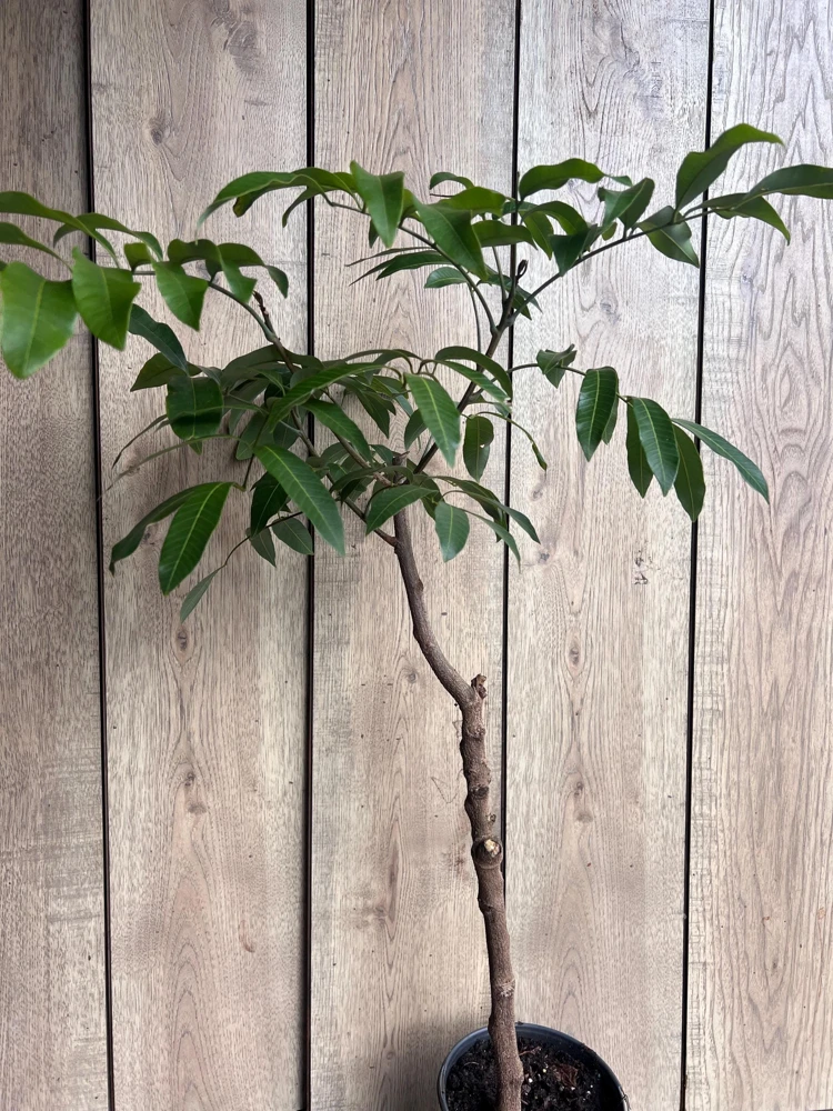 Kohala Longan Live Plant – 1/2 Gallon Pot – Air Layered – Tropical Fruit Tree - Cannot ship to CA - Image 7