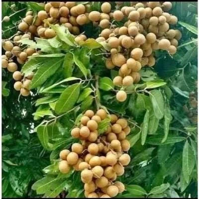 Kohala Longan Live Plant – 1/2 Gallon Pot – Air Layered – Tropical Fruit Tree - Cannot ship to CA - Image 1