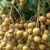 Kohala Longan Live Plant - 3 Gallon Pot, Air Layered, Sweet Fruit Tree - Cannot ship to CA - Image 1