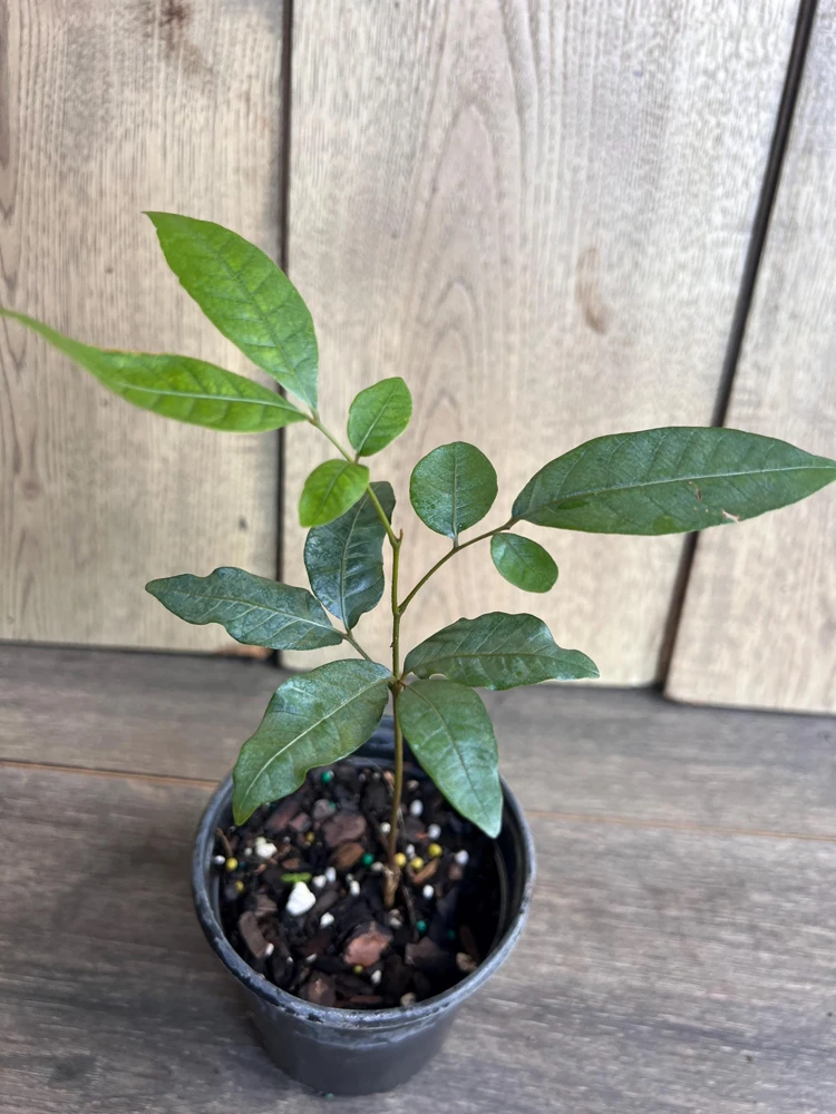 Kohala Longan Live Plant – Sweet Butterscotch Fruit Tree – 4 inch Pot - Cannot ship to CA - Image 2