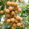 Kohala Longan Live Plant – Sweet Butterscotch Fruit Tree – 4 inch Pot - Cannot ship to CA - Image 1