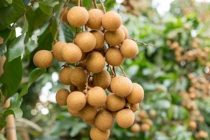 Kohala Longan Live Plant – Sweet Butterscotch Fruit Tree – 4 inch Pot - Cannot ship to CA - Image 1