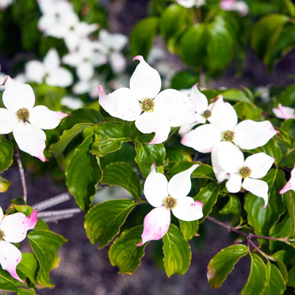 Kousa Japanese Dogwood Live Plant – Quart Pot – Outdoor Flowering Tree - Image 2
