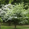 Kousa Japanese Dogwood Live Plant – Quart Pot – Outdoor Flowering Tree - Image 1