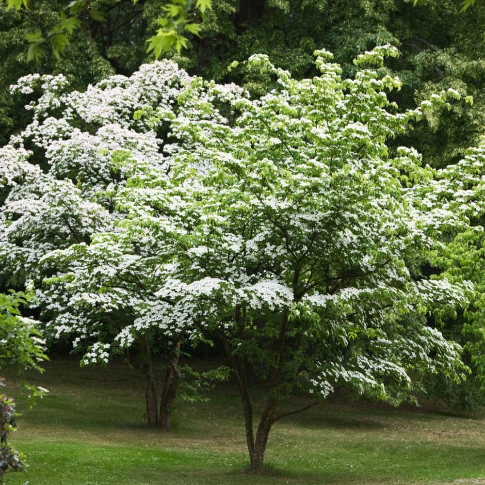Kousa Japanese Dogwood Live Plant – Quart Pot – Outdoor Flowering Tree - Image 1