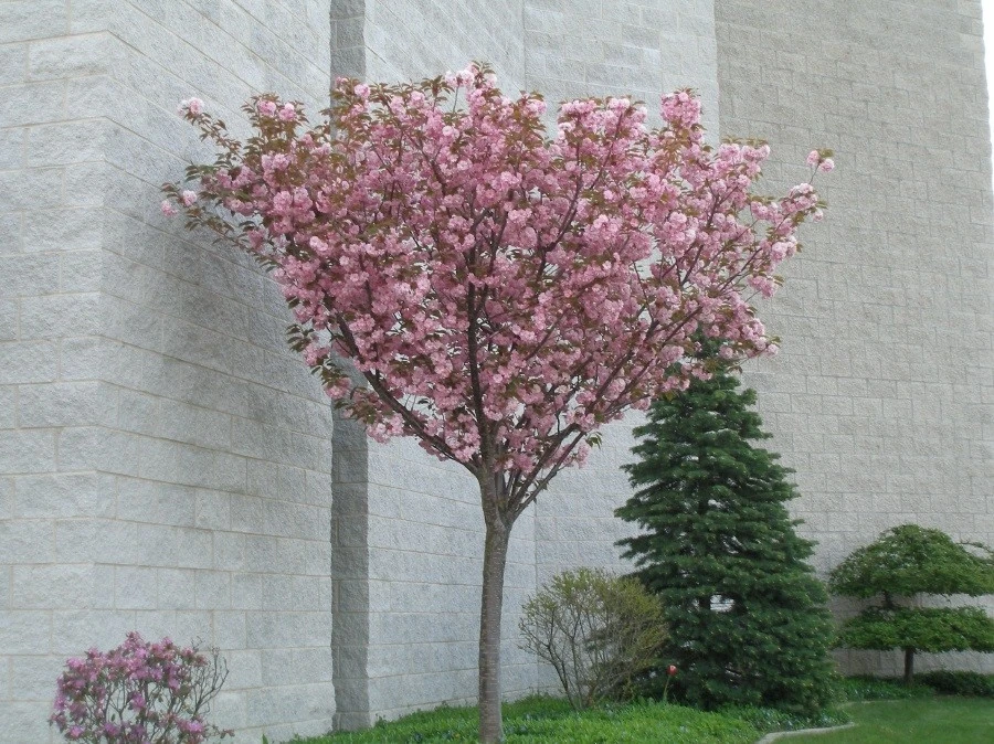 Kwanzan Flowering Cherry Tree Live Plant – 2.5 inch Pot – Outdoor Ornamental Tree - Image 2