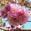 Kwanzan Flowering Cherry Tree Live Plant – 2.5-inch Pot – Outdoor - Image 1
