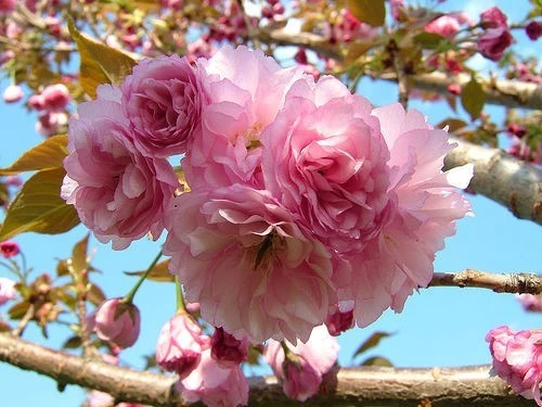 Kwanzan Flowering Cherry Tree Live Plant – 2.5-inch Pot – Outdoor - Image 1