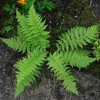Lady Fern Rhizomes - Athyrium filix-femina - 20 Count Bare Root Plants - Outdoor Shade Garden - Image 1
