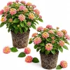 Lantana Athens Rose Live Plants - Set of 2, 4-7 Inches Tall, Outdoor Flowering Shrub - Image 1
