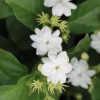 Large Arabian Jasmine Live Plant - 10" Pot, Fragrant White Flowers - Cannot ship to CA - Image 1