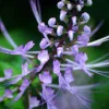 Lavender Cat Whisker Live Plant - Orthosiphon aristatus - USDA Zones 9-11 - Image 1