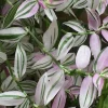 Lavender Tradescantia Live Plant – Variegated Houseplant – Indoor & Outdoor - Image 1