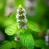 Lemon Balm Live Plant – 4 inch Herb Starter – Fragrant Perennial for Tea, Cooking & Medicinal Use - Image 1