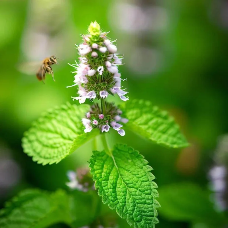 Lemon Balm Live Plant - 4" Pot, Fragrant Perennial Herb for Tea & Cooking - Image 2