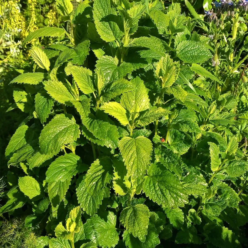 Lemon Balm Live Plant - 4" Pot, Fragrant Perennial Herb for Tea & Cooking - Image 4