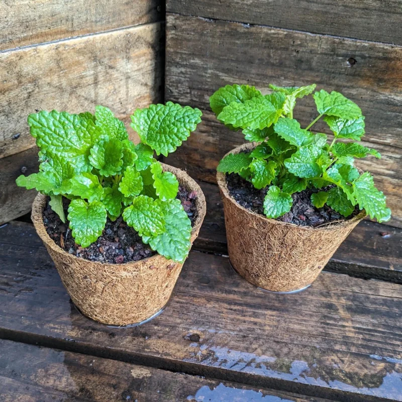 Lemon Balm Live Plant - 4" Pot, Fragrant Perennial Herb for Tea & Cooking - Image 5