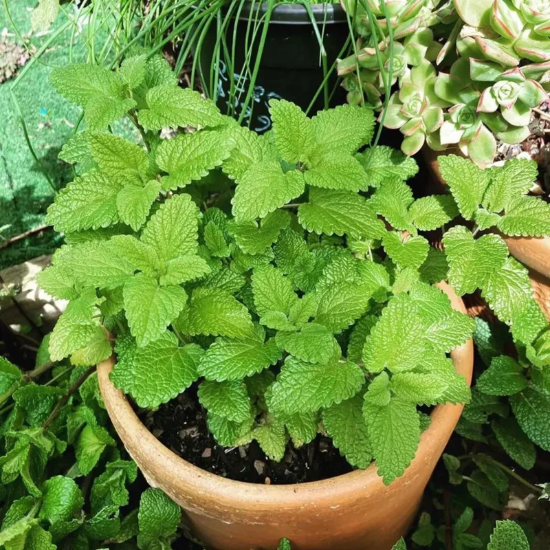 Lemon Balm Live Plant - 4" Pot, Fragrant Perennial Herb for Tea & Cooking - Image 6