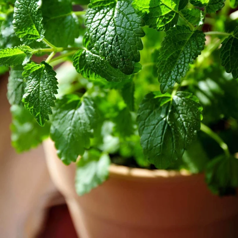 Lemon Balm Live Plant - 4" Pot, Fragrant Perennial Herb for Tea & Cooking - Image 7